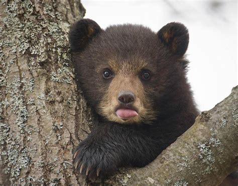 Baby Bear Looks So Cute Raww