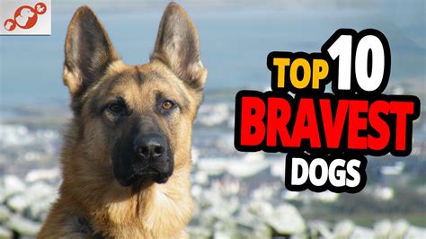 🐕 Bravest Dogs Top 10 Bravest Dog Breeds In The World Dog Top Dog