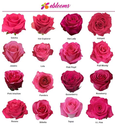 Hot Spot Rose Variety Hot Pink Roses Near Me Ebloomsdirect