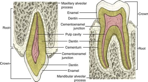 Tooth Histology Labeled