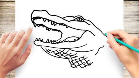 How To Draw A Alligator Head Youtube