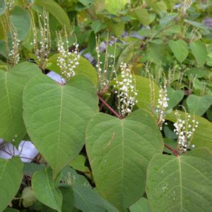 Weed fabrics control weeds by smothering weeds that emerge from below by limiting sunlight and access to nutrients that help weed growth. Knotweed Complex - Montana Weed Control Association
