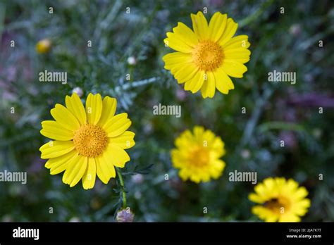 Yellow Marguerite Daisy Dyers Chamomile Stock Photo Alamy
