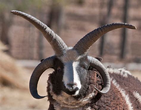 The Rare And Unique Four Horned Navajo Goat About Indian Country