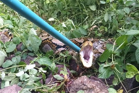 Back Up Called As Python Kills Goat And Tries To Flee The Scene