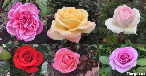 The Different Rose Types Plant Facts And Images Florgeous