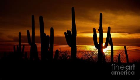 Arizona Cactus Sunset Photograph By Henry Kowalski Pixels