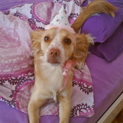 An Old Picture Of My Doggo Wearing A Hat For Her Birthday