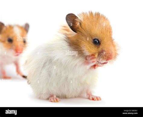 Newborn Hamster Hi Res Stock Photography And Images Alamy