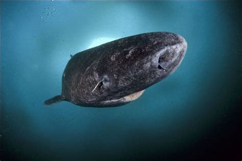 Oldest Living Shark Finally Found With Images Greenland Shark Shark Underwater Creatures