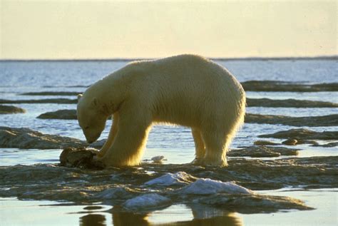 Study reveals new genomic roots of ecological adaptation in polar bear