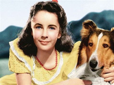 ¿qué Pasó Con Lassie El Perro Más Famoso Del Cine