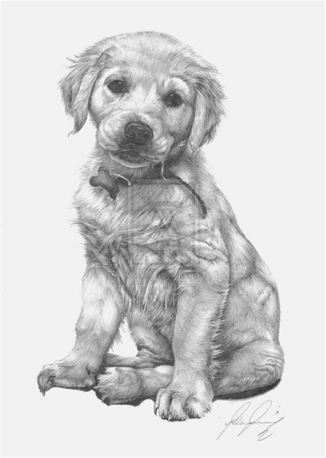The cat that laid the golden hairball's ending: Golden Labrador Pup by Lucas-21 on deviantART | Puppy sketch, Dog art, Puppy drawing