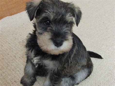 Contact schnauzer puppies on messenger. Schnauzer Puppies For Sale | Indianapolis, IN #177484