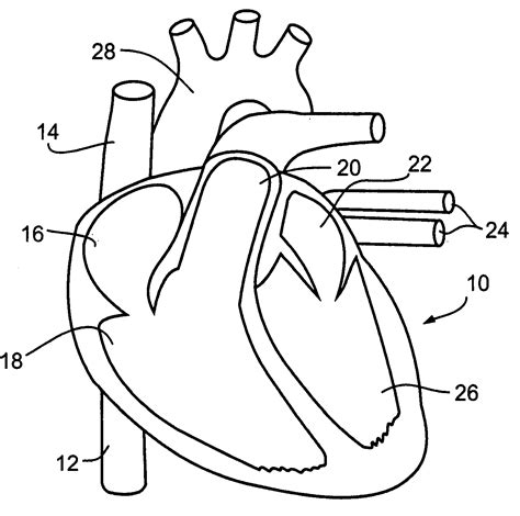 Sistema Cardiovascular Desenho Para Colorir