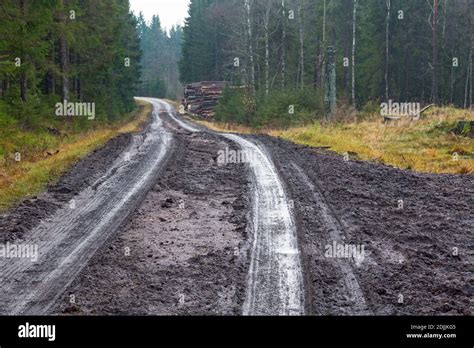 Dirt Road Passing Through Forest Stock Photo Alamy