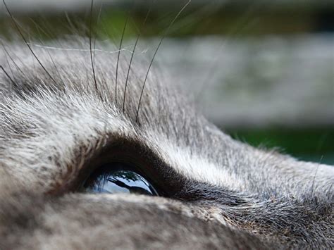 Eyelashes aren't just for show, they perform several important functions, especially for do cats have eye lashes? Cat Eyelashes | Pancho's Eyelashes | Jackson Myers | Flickr