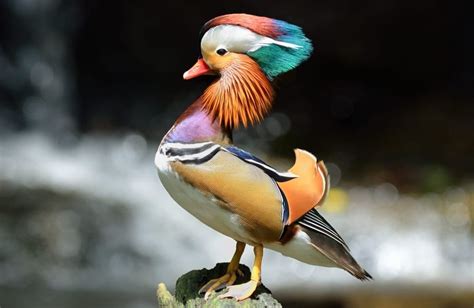 5 Fakta Bebek Mandarin Unggas Dengan Bulu Yang Indah