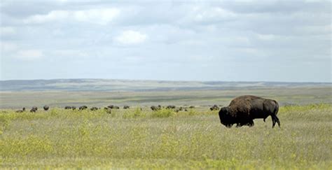 Embrace The Space Of Grasslands National Park Tourism Saskatchewan
