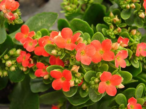 12 Types And Varieties Of Kalanchoe Ideal For Your Garden Complete