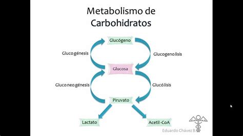 Mapa Conceptual Sobre El Metabolismo De Los Carbohidratos Metabolismo