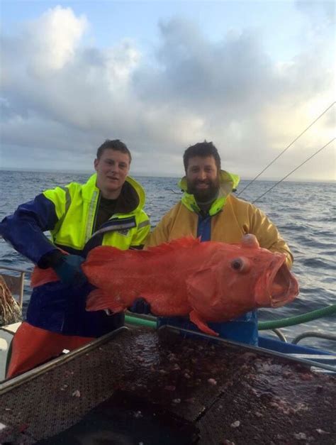 Two Fishermen Catch Giant Goldfish In Ocean Justpost Virtually