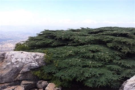 Israeli covid 'green pass' will be required. The Lebanese Cedar Survival Passes Tipping Point? | Green ...