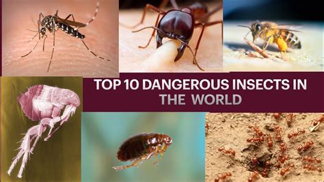 10 Most Dangerous Insects In The World Ss Facts Youtube
