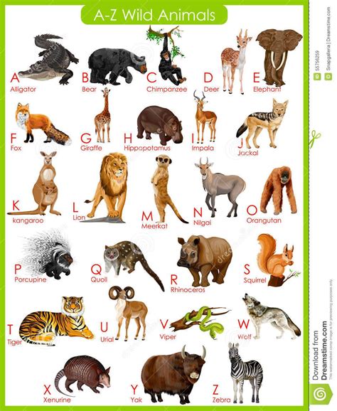 Chart Of A To Z Wild Animals Stock Vector - Image: 55756259 | Animal