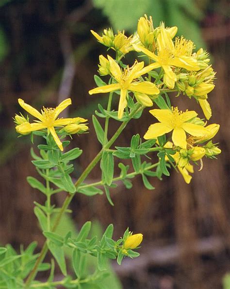 From new latin hypericum, from ancient greek ὑπερικόν (huperikón). benessere natural-mente: IPERICO, HIPERICUM PERFORATUM ...