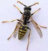 Pictures of Wasp Names