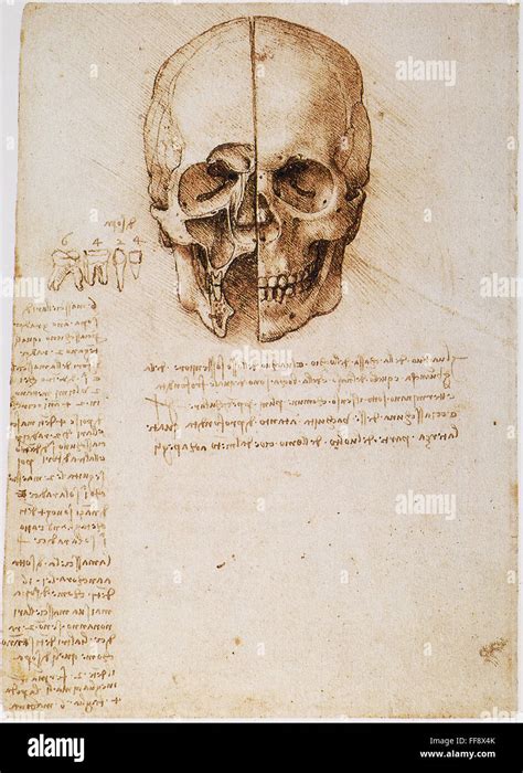 Leonardo Skull 1489 Npen And Ink Study By Leonardo Da Vinci 1489