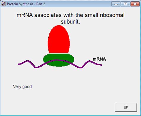 Which mutations would likely cause the greatest impact? DNA - The Master Molecule (computer simulation) key