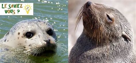 Difference Entre Otarie Et Phoque Enligne