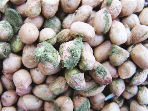 Aflatoxins are part of a wider group of fungal toxins knowns as mycotoxins, of which there is estimated to be around 450 different types globally, with aflatoxins being some of the most toxic and dangerous. Aflatoxin management in the groundnut value chain ...