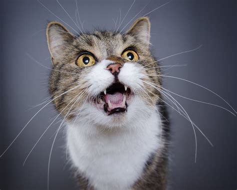 Tabby White Cat Looking Up Meowing Stock Image Image Of Tabby