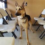 Find german shepherd dog puppies and breeders in your area and helpful german shepherd dog information. German Shepherd Puppies For Sale | Tucson, AZ #270160