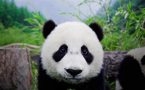 Free Download Cute Panda Bears Hd Wallpapers Download Free Wallpapers
