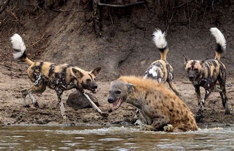 1 Incredibly Savage Hyena Throws Down With 14 Wild Dogs Caught On Video