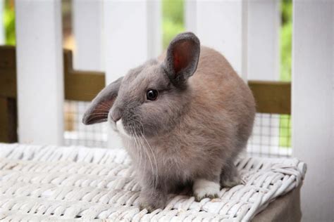 How Do I Care For My Rabbits Rspca Knowledgebase