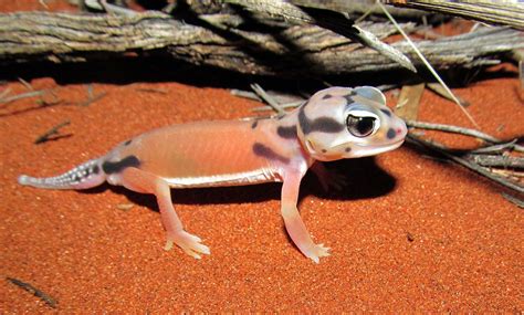 Knob Tailed Gecko Learn About Nature