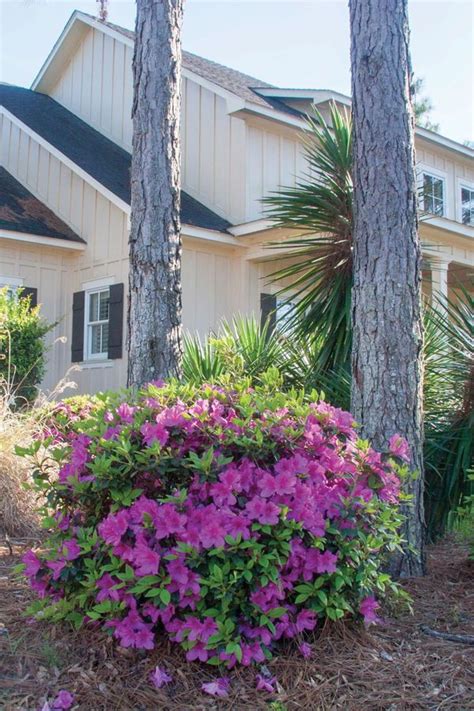 I have 2 plants in the same pot and was going to transplant them into bigger seperate pots but the roots are entangles would it be ok to leave the 2 plants. Classic Design: Encore® Azaleas Under A Pine Tree Canopy ...