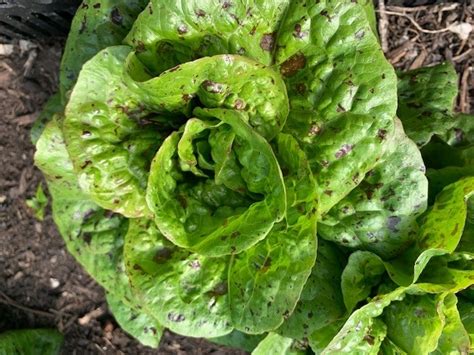 Biosalat Lattichsalat Bindesalat Minisalat Kontakt