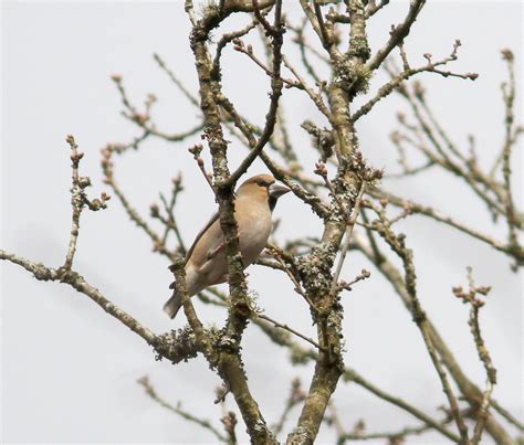 Northamptonshire Birding Hawfinches And More