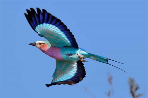 The Lilac Breasted Roller National Bird Of Kenya Az Animals