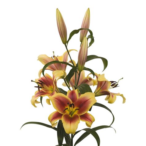 Fragrant And Colorful Orienpet Lily Bulbs For Sale Online Flavia Easy