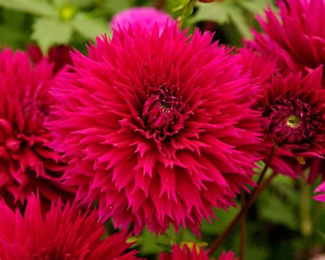 Dahlias will continue to bloom profusely throughout the summer and fall until a hard frost kills the plant. GardensOnline: Dahlia Fimbriata Group