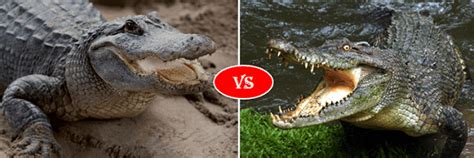 Alligator Vs Crocodile Fight Comparison Who Will Win