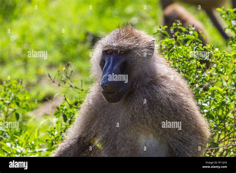 Baboons Lake Manyara National Reserve Tanzania Stock Photo Alamy