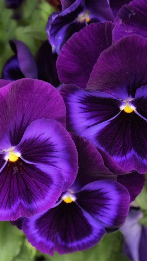 Pansy Flowers Wallpapers Wallpaper Cave